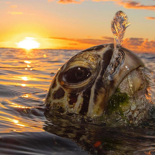 تصاویری حیرت‌انگیز از یک لاک‌پشت دریایی