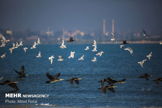 بهشت زمستانی پرندگان مهاجر در ایران