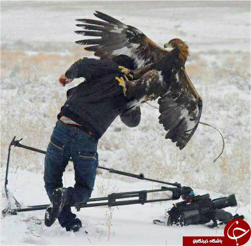 عقابی که به تصویربردار هم رحم نکرد +عکس