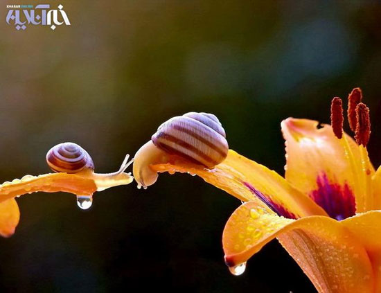 عکس: لحظات افسانه ای در دنیای حلزونها