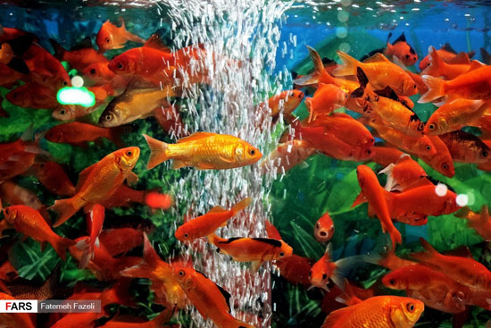 بازار فروش ماهی قرمز سفره هفت سین