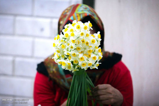 عکس: بهار نرگس‌زار های شیراز