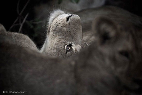 تصاویر تلخ از حیات وحش آفریقا