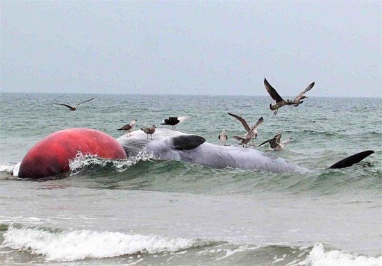 عکس: کشف لاشه نهنگ غول پیکر در ایرلند
