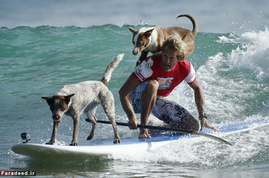 عکس: سگ های موج سوار
