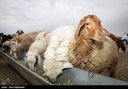 شیوخ عرب مشتریان پر و پا قرص گوسفندان ایرانی!