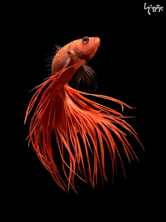 زیباترین پرتره‌های ماهی که تا به حال دیده اید