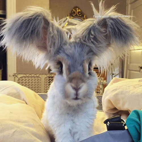 خرگوشی با گوش هایی شبیه به بال فرشتگان