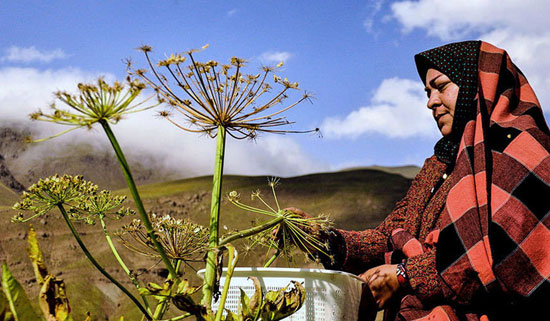 عکس: زندگی عشایری در منطقه زرد گله