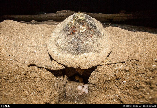 تصاویر: تخم‌گذاری لاک‌پشت‌ها در قشم