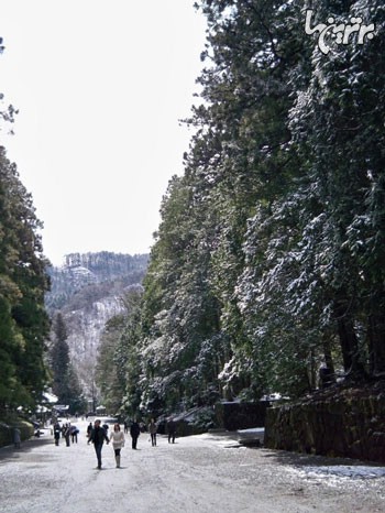 کوچه باغ سرو: طولانی ترین کوچه باغ دنیا