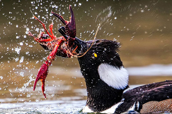 شکار خرچنگ توسط مرغابی‎