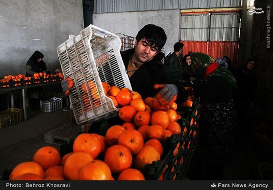 عکس: ذخیره‌ سازی میوه عید