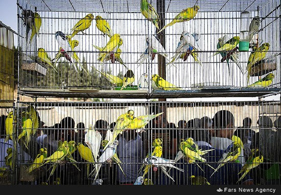 عکس: بازار پرندگان در گرگان