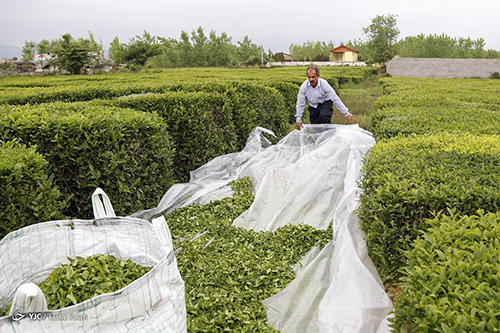 چینِ بهاره برگ سبز چای در گیلان