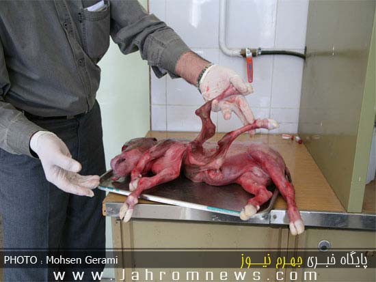 عکس عجیب ترین جنین گوساله در ایران