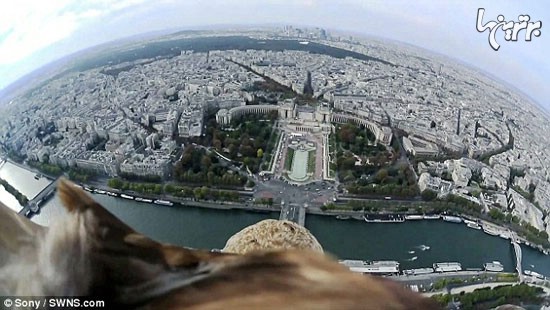 عقابی که از پاریس فیلم‌برداری کرد +فیلم