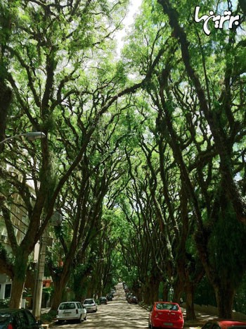 تونل سبز، زیباترین خیابان دنیا +عکس