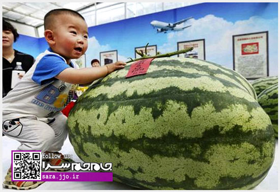 عکس: هندوانه بزرگ 80 کیلویی!