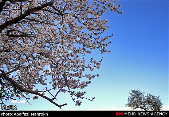 عکس: شکوفه‌های بهاری بادام