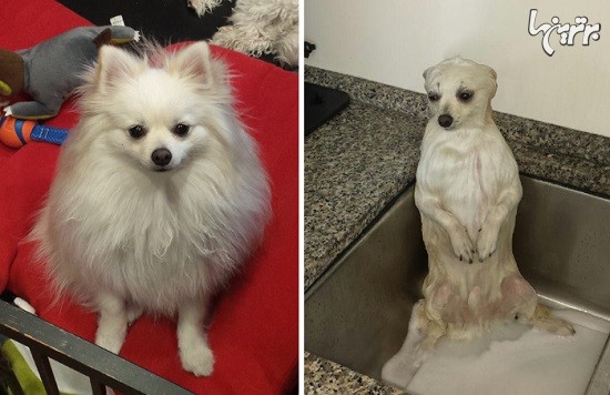 تصاویر خنده دار سگ ها قبل و بعد از حمام