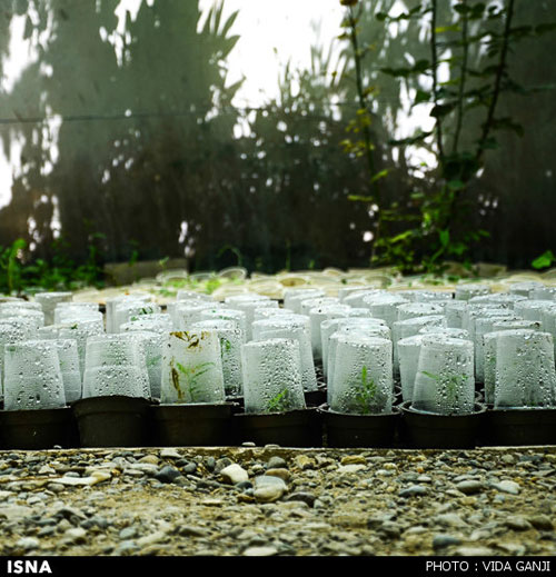 آینده‌ای سبزتر با «کشت بافت گیاه» +عکس