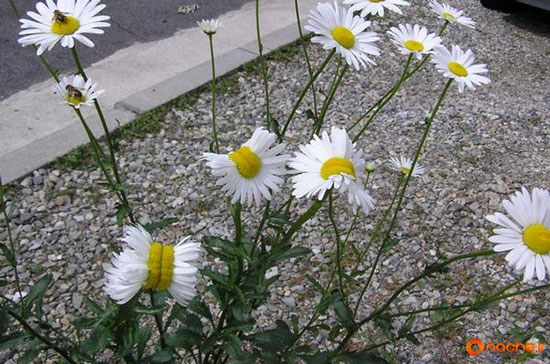 گل‌هایی با اختلالات ظاهری در فوکوشیما