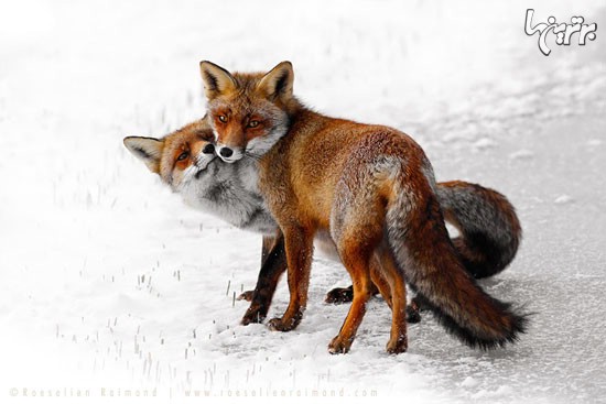 روباه های وحشی اما زیبا +عکس