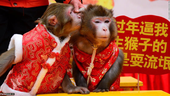 عکس: آمادگی برای جشن سال میمون
