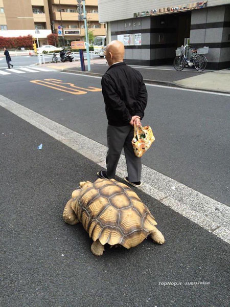 حیوان خانگی عجیب پیرمرد ژاپنی! +عکس