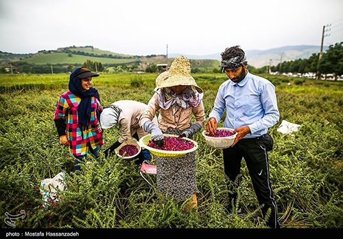 برداشت گیاه دارویی گل گاو زبان در توشن