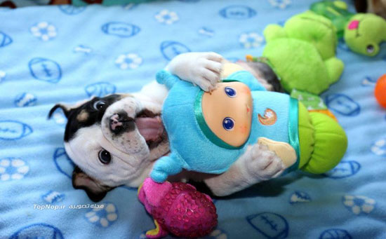 توله سگ بولداگ با نقص مادرزادی +عکس
