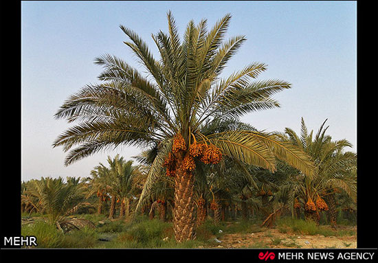 عکس: برداشت رُطَب در استان بوشهر