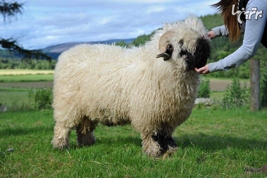این گوسفندها زیبا هستند یا ترسناک؟