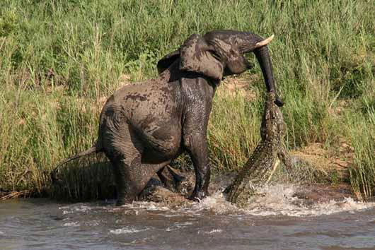 حمله تمساح به فیل +عکس