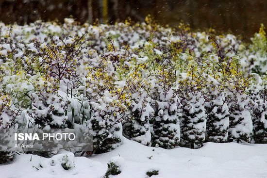 چهره زمستانی بهار در اردبیل