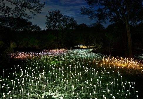 سفر جادویی در باغ‌های نورانی +عکس