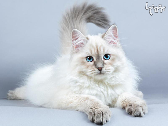کدام نژاد‌های گربه شخصیت دوستانه‌تری دارند؟