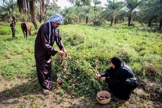 احیای کاشت چای تُرش در روستای علوه اهواز