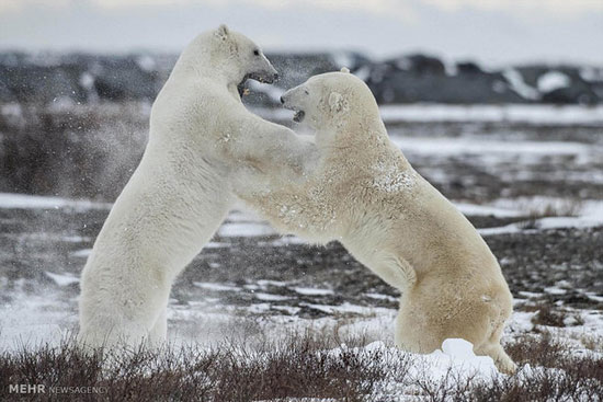 تصاویری از مبارزه خرس های قطبی