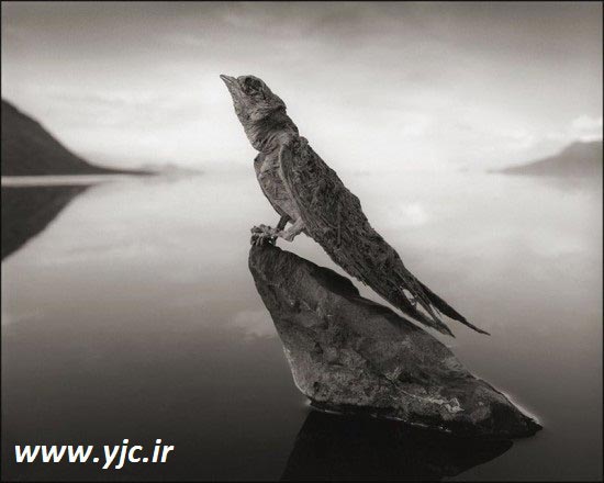 این دریاچه پرنده‌ها را مجسمه میکند +عکس