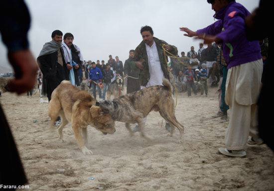 عکس: جنگ خونین سگ‌ها؛ تفریح مردم کابل