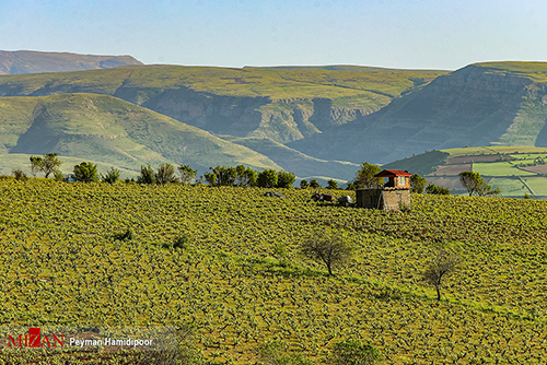 قارچ‌های سمی سیمانی در مراتع مازندران