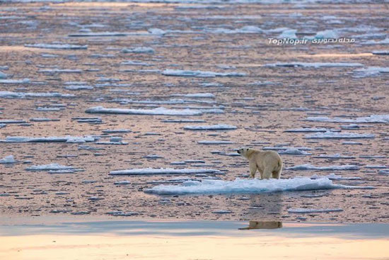 خرس های قطبی تنها محصور شده در دریا