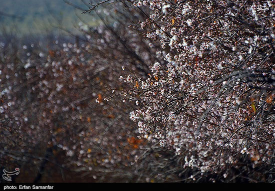 عکس: شکوفه های زمستانی در فارس