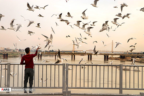 تصاویری از پرندگان پل سفید اهواز