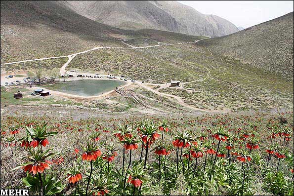عکس های دشت لاله های واژگون دره بید