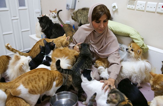 ساکن مسقط عمان با ۴۸۰ گربه