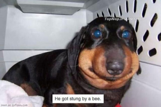 قیافه بامزه سگ‌های زنبور گزیده! +عکس