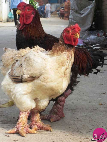مرغ و خروس‌هایی که عجیب ترین پاهای دنیا را دارند